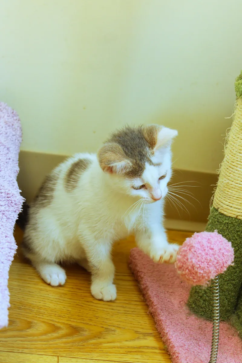 A baby medium-sized male White Domestic Short Hair cat named Antonio for adoption in Urbana, OH