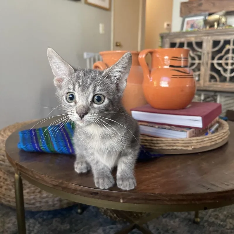 A baby small-sized female Gray / Blue / Silver Domestic Short Hair cat named Bruh for adoption in Riverside, CA