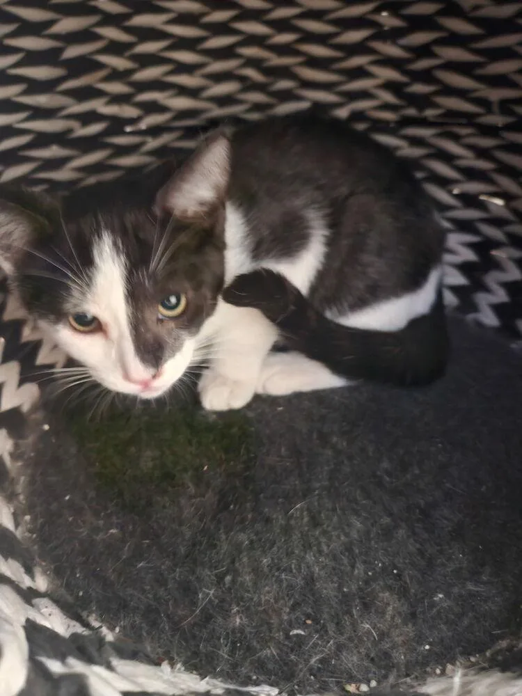 A young small-sized male Black & White / Tuxedo Domestic Short Hair cat named Spencer for adoption in Ontario, CA