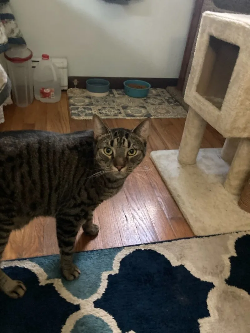 The Maxes thumbnail 3