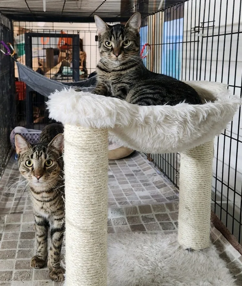 The Maxes thumbnail 5