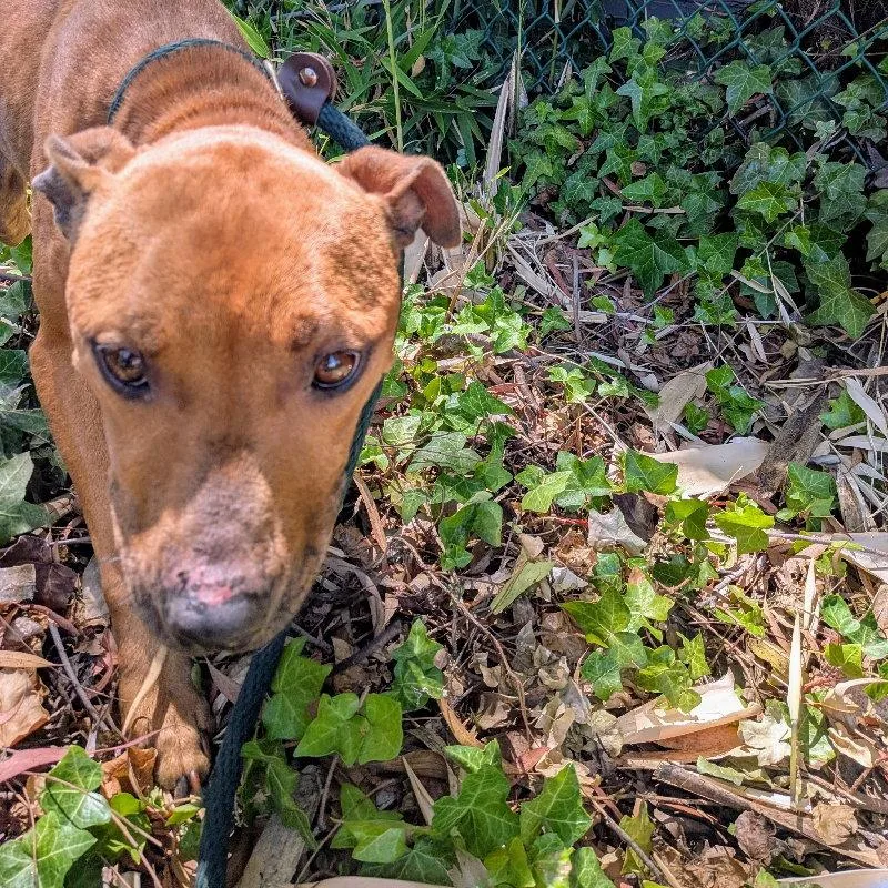 An adult medium-sized female Mixed Breed dog named Minnie for adoption in Oakland, CA