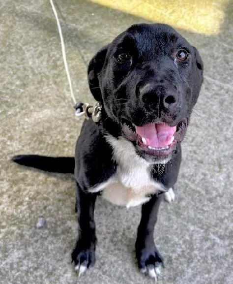 A young medium-sized male Black Labrador Retriever dog named Kip for adoption in Scottsburg, IN