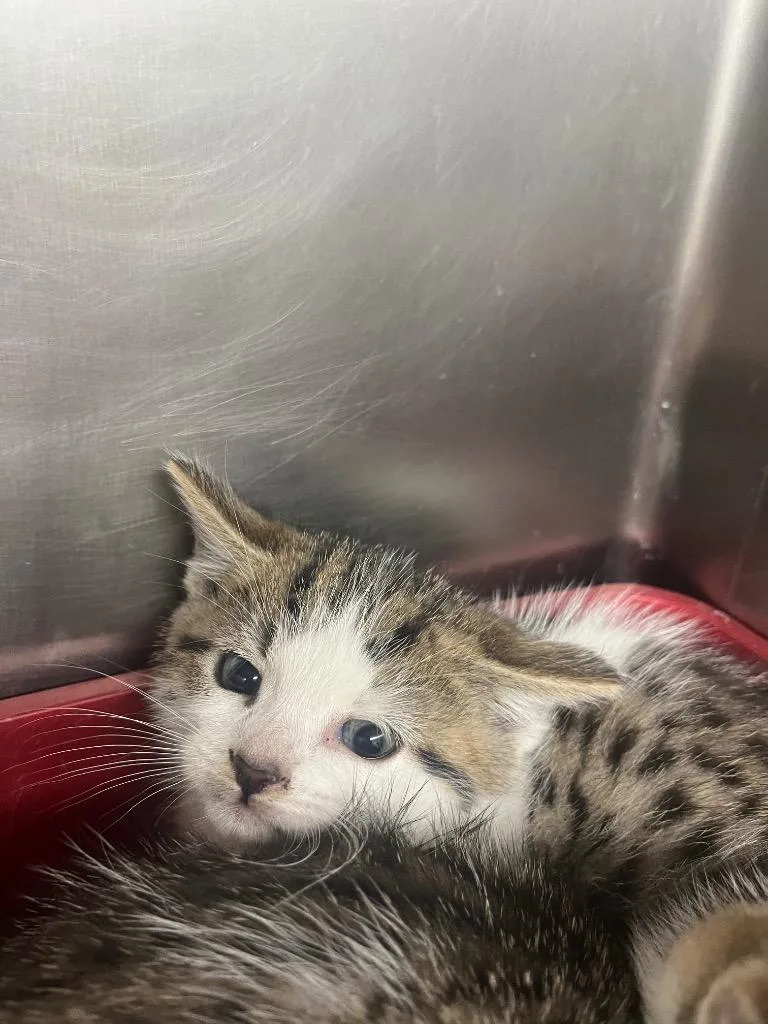 A baby large-sized male Domestic Short Hair cat named Randy for adoption in Cartersville , GA