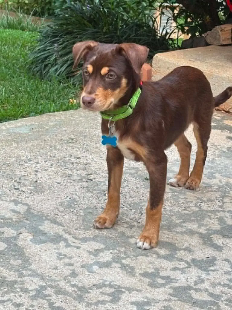 A baby small-sized male Dachshund dog named Rudy for adoption in Gorham, ME
