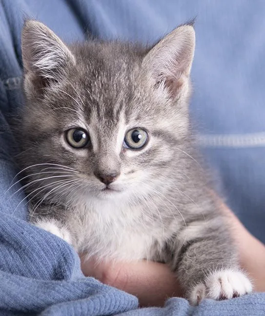 A baby medium-sized female Tabby (Gray / Blue / Silver) Tuxedo cat named Shires And Mercy for adoption in Chicago, IL