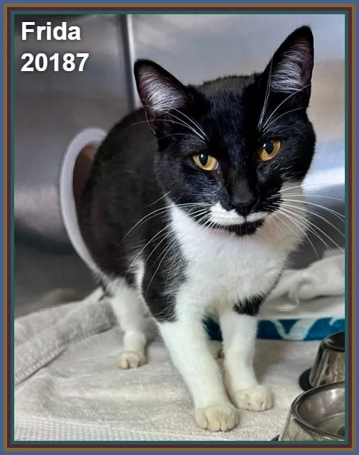A young medium-sized female Black Domestic Short Hair cat named Frida for adoption in Marietta, GA