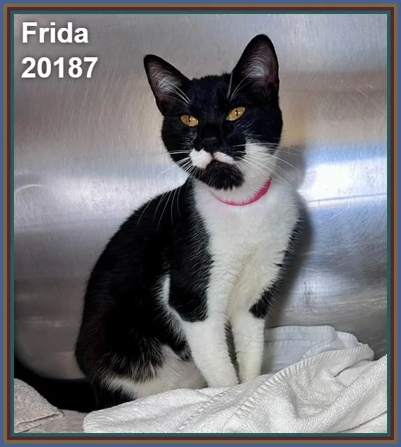 Frida thumbnail 2