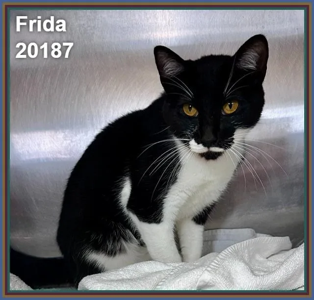 Frida thumbnail 3