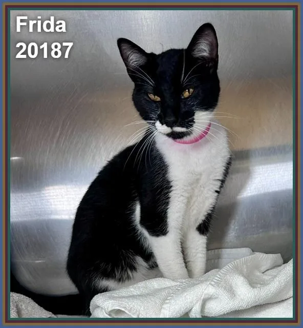 Frida thumbnail 4