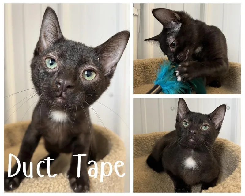 Duct Tape thumbnail 3
