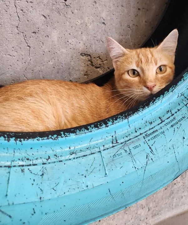 A young medium-sized female Domestic Short Hair cat named Ghost for adoption in Healdsburg, CA