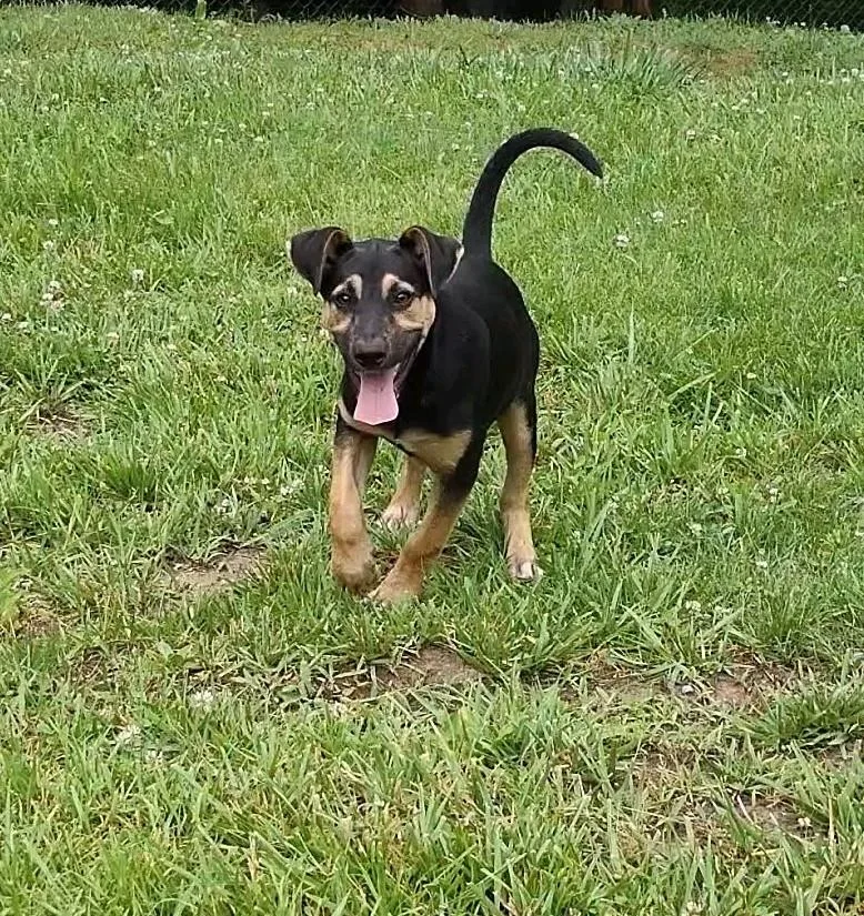 A baby medium-sized female Bicolor German Shepherd Dog dog named Ava for adoption in Clay City, KY