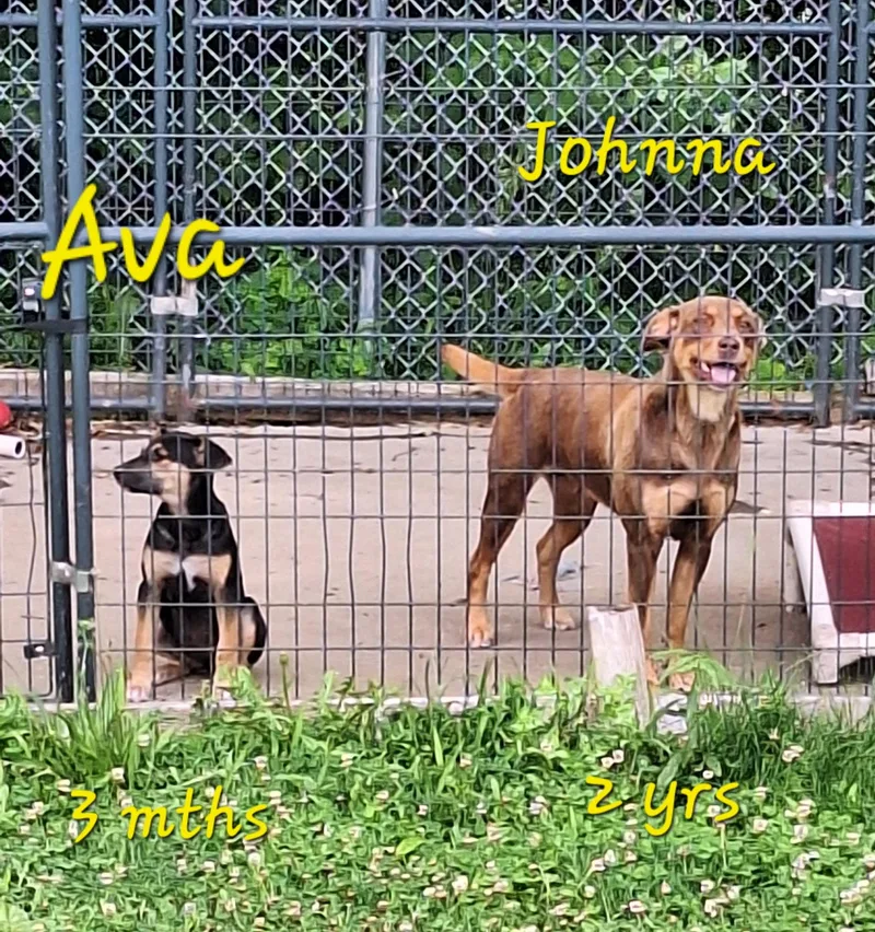 Ava thumbnail 4