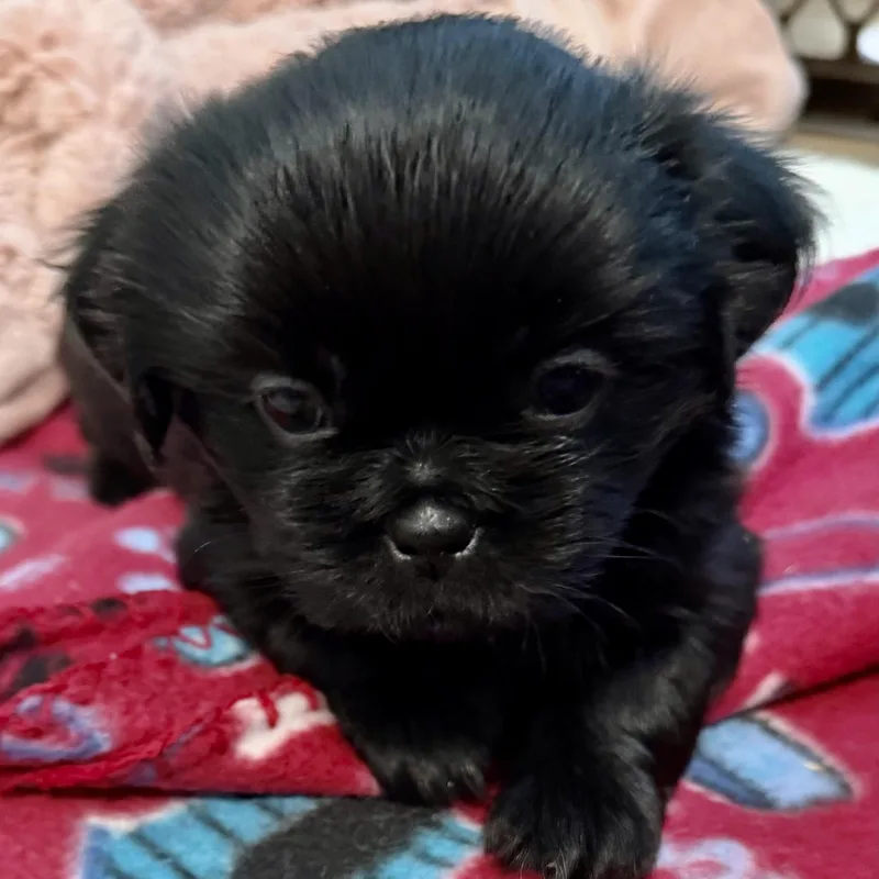 A baby small-sized male Black Shih Tzu dog named Chambray Miller for adoption in Plano, TX