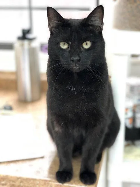 A senior small-sized female Domestic Short Hair cat named Margot for adoption in Berlin, MD