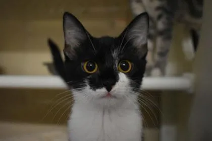 A young medium-sized female Domestic Short Hair cat named Kaylee for adoption in Kansas City, MO