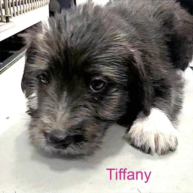 Puppy Palooza Team Girl thumbnail 2