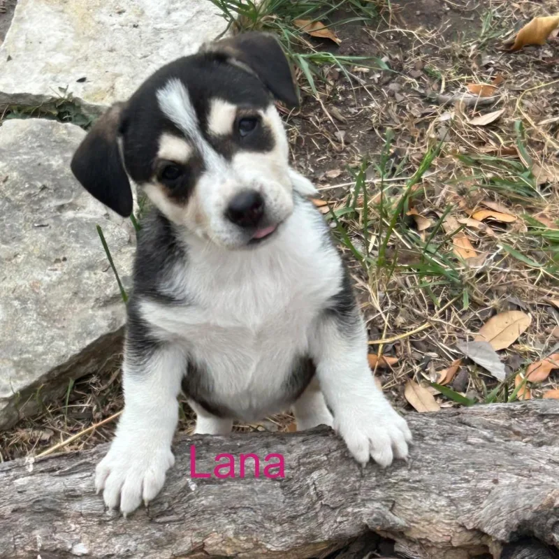 Puppy Palooza Team Girl