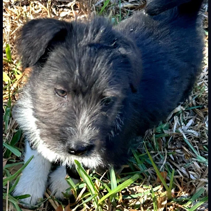 Puppy Palooza Team Girl thumbnail 4