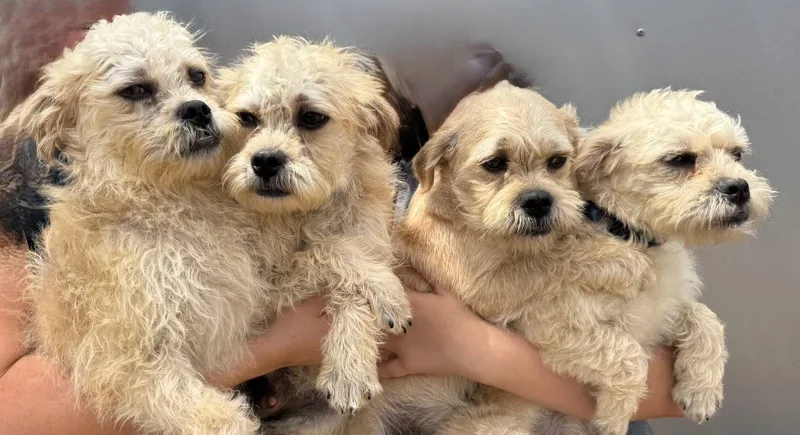 George Jb In Tx thumbnail 2