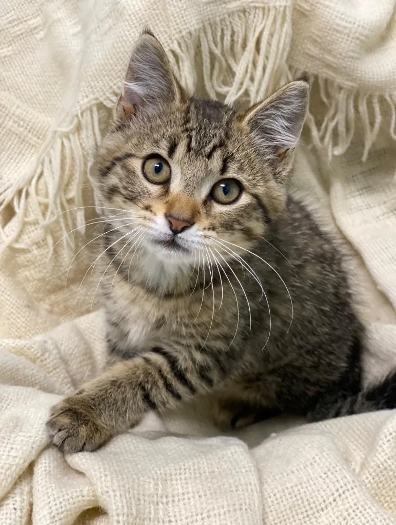 A baby large-sized female Domestic Short Hair cat named Beatrice for adoption in Decorah, IA