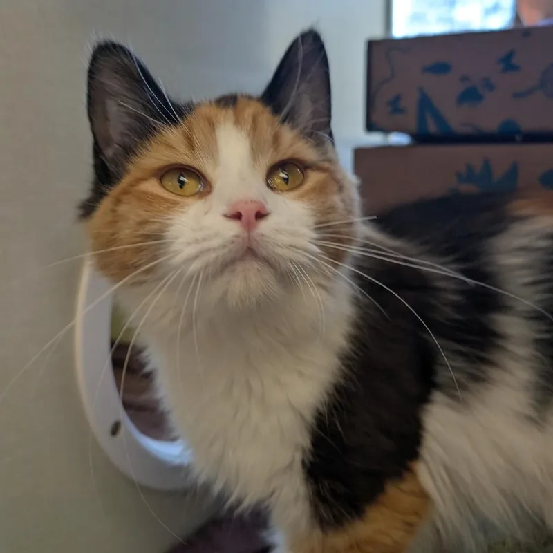 A young medium-sized female Calico Domestic Medium Hair cat named Sunset for adoption in West Olive, MI