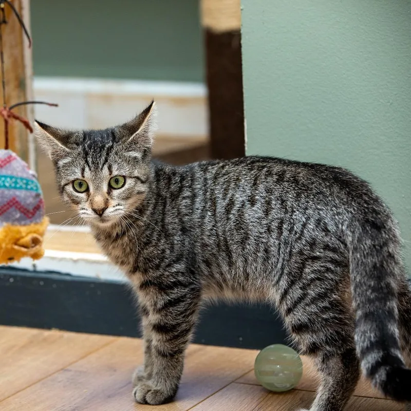 A baby small-sized female Gray / Blue / Silver Domestic Short Hair cat named Katniss for adoption in Lake Jackson, TX