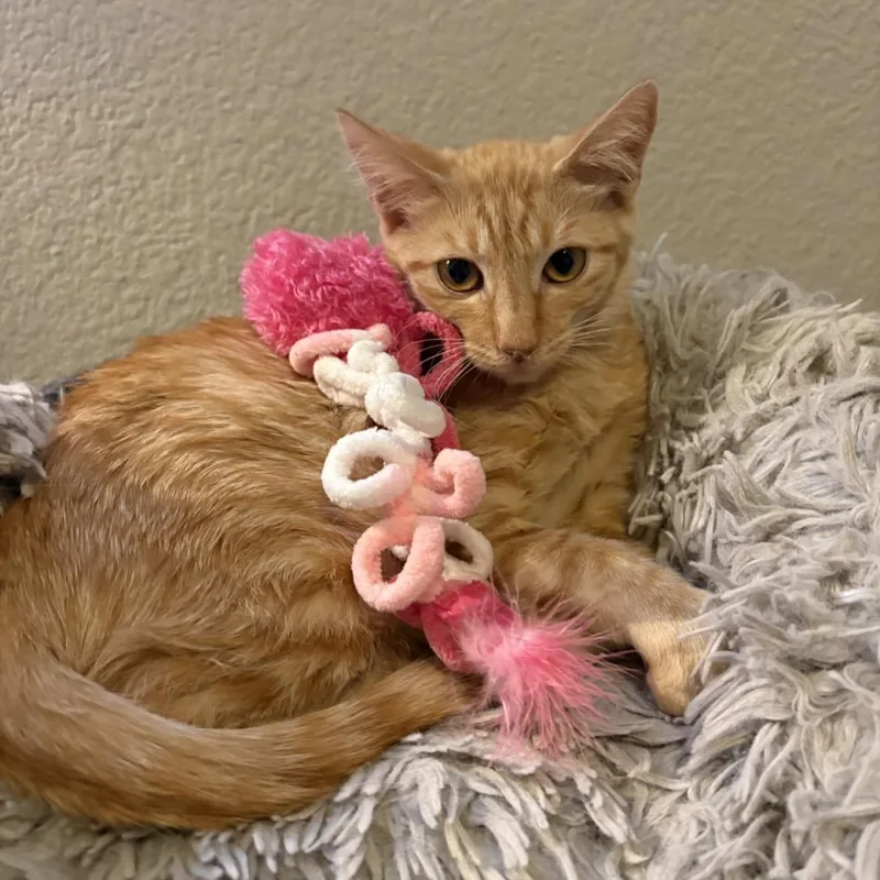 A baby medium-sized female Domestic Short Hair cat named Mustard for adoption in Lincoln, CA