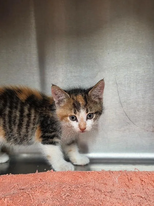An adult medium-sized female Domestic Short Hair cat named Tinkerbell for adoption in Bluffton, IN