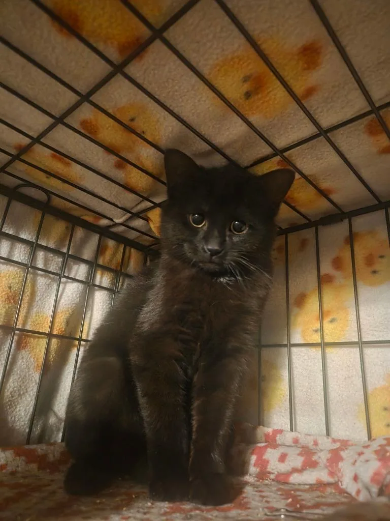 Wilhelmina thumbnail 2