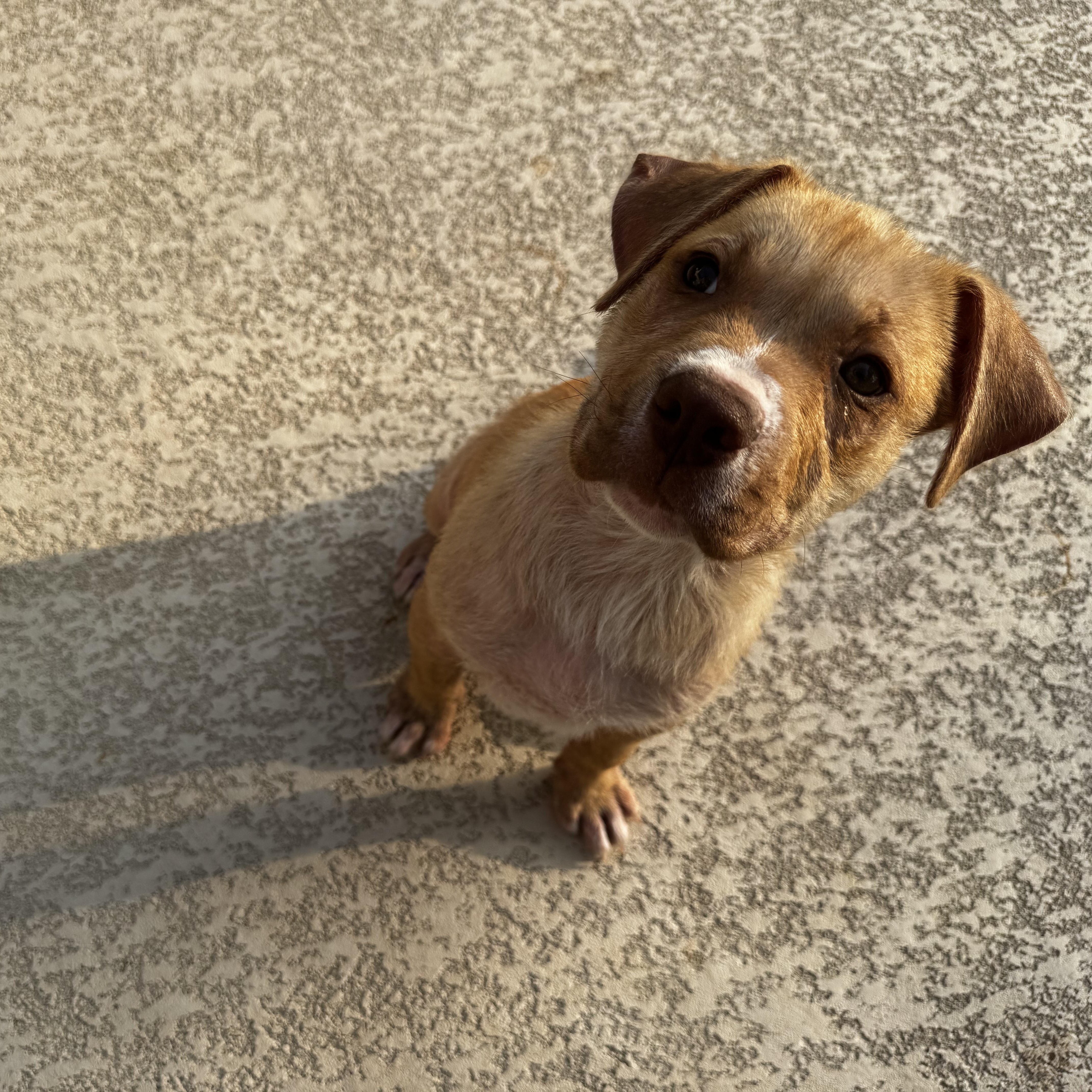 Otis