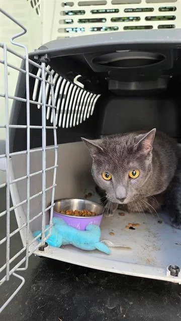 An adult large-sized male Domestic Short Hair cat named Steven B Anthony for adoption in Charlotte, NC