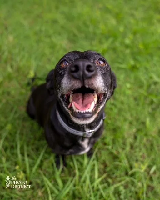 An adult medium-sized male Dachshund dog named Smitty for adoption in Willingboro, NJ