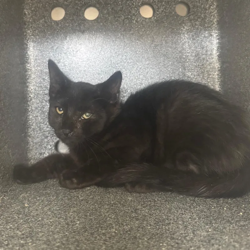 A baby small-sized male Black Domestic Medium Hair cat named Concrete DonkeyTNR for adoption in Auburn, AL