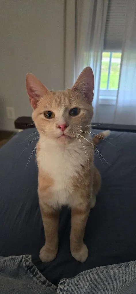 A baby medium-sized male Domestic Short Hair cat named Baxter for adoption in Youngsville, NC