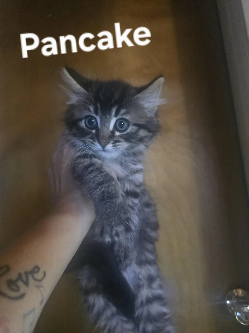 A baby medium-sized male Tabby (Brown / Chocolate) Domestic Medium Hair cat named Pancake for adoption in Gardnerville, NV