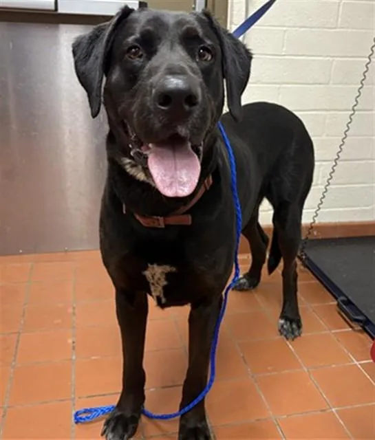 An adult large-sized male Labrador Retriever dog named Cash for adoption in Camarillo, CA