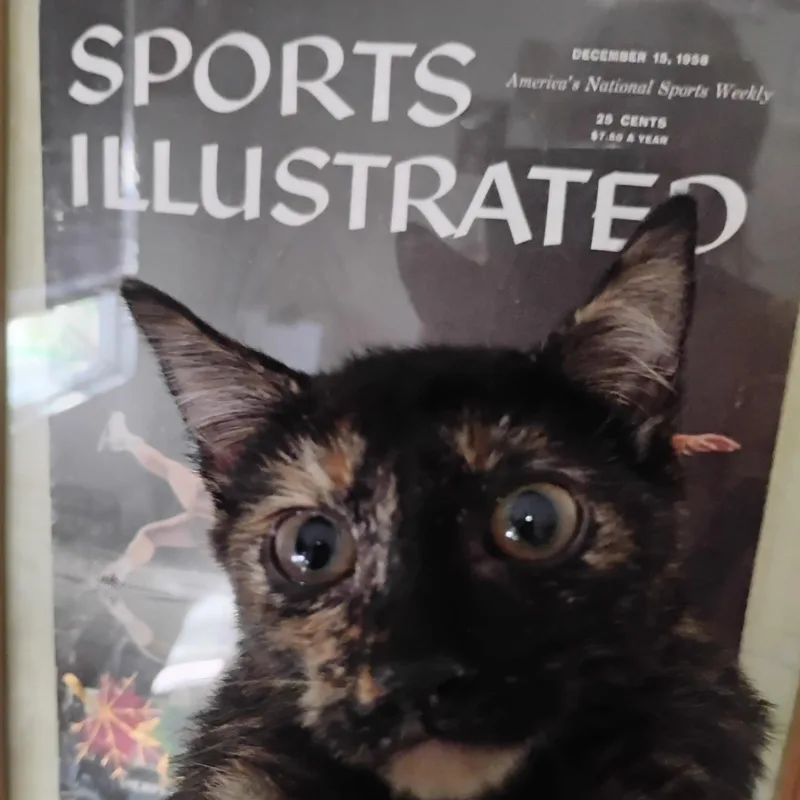 A baby small-sized female Tortoiseshell cat named Brown Sugar Torti Lbs for adoption in Phoenix, AZ