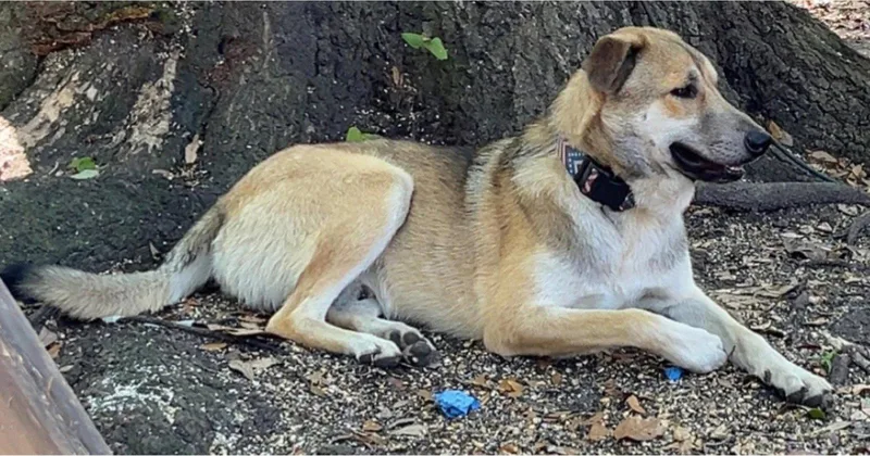 Koda
