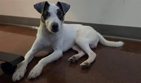 A young medium-sized male Pointer dog named Polk for adoption in Houston, TX