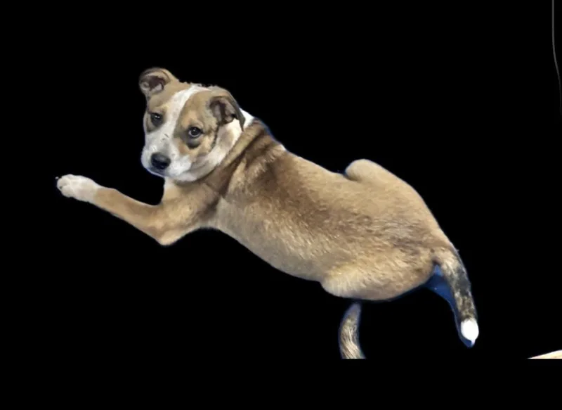 An adult medium-sized male Australian Cattle Dog / Blue Heeler dog named Angel for adoption in Manchester, CT