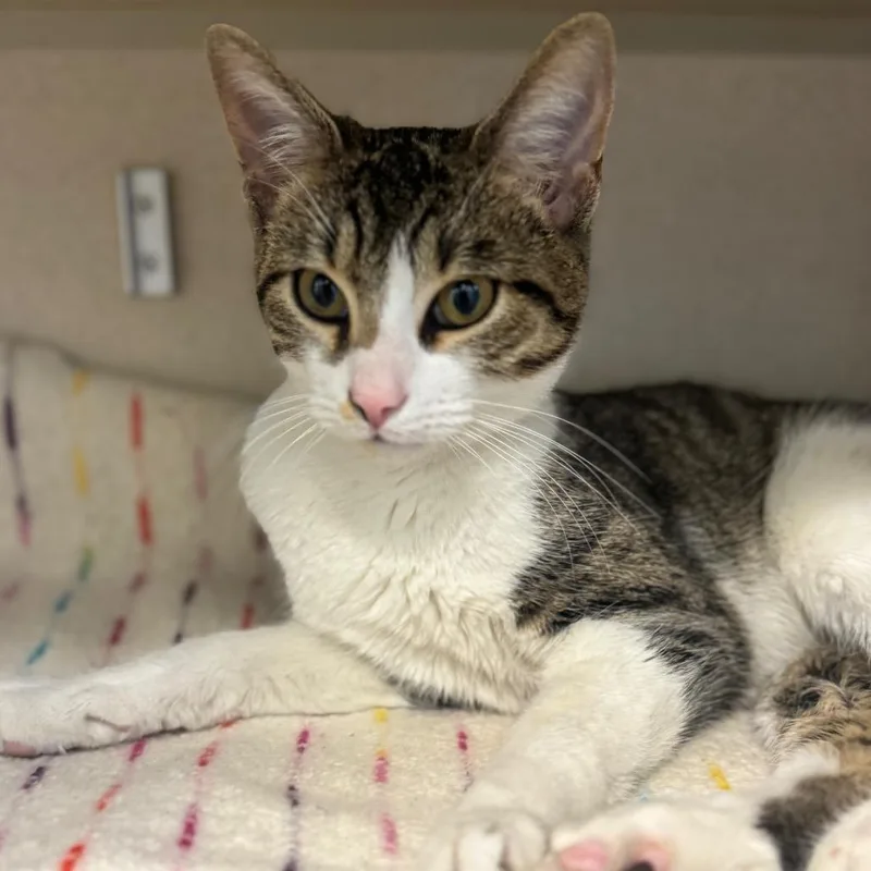 An adult medium-sized male Brown / Chocolate Domestic Short Hair cat named Niko for adoption in Wheeling, IL