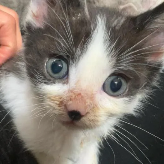 A baby small-sized male White Domestic Short Hair cat named Hebes for adoption in Incline Village, NV