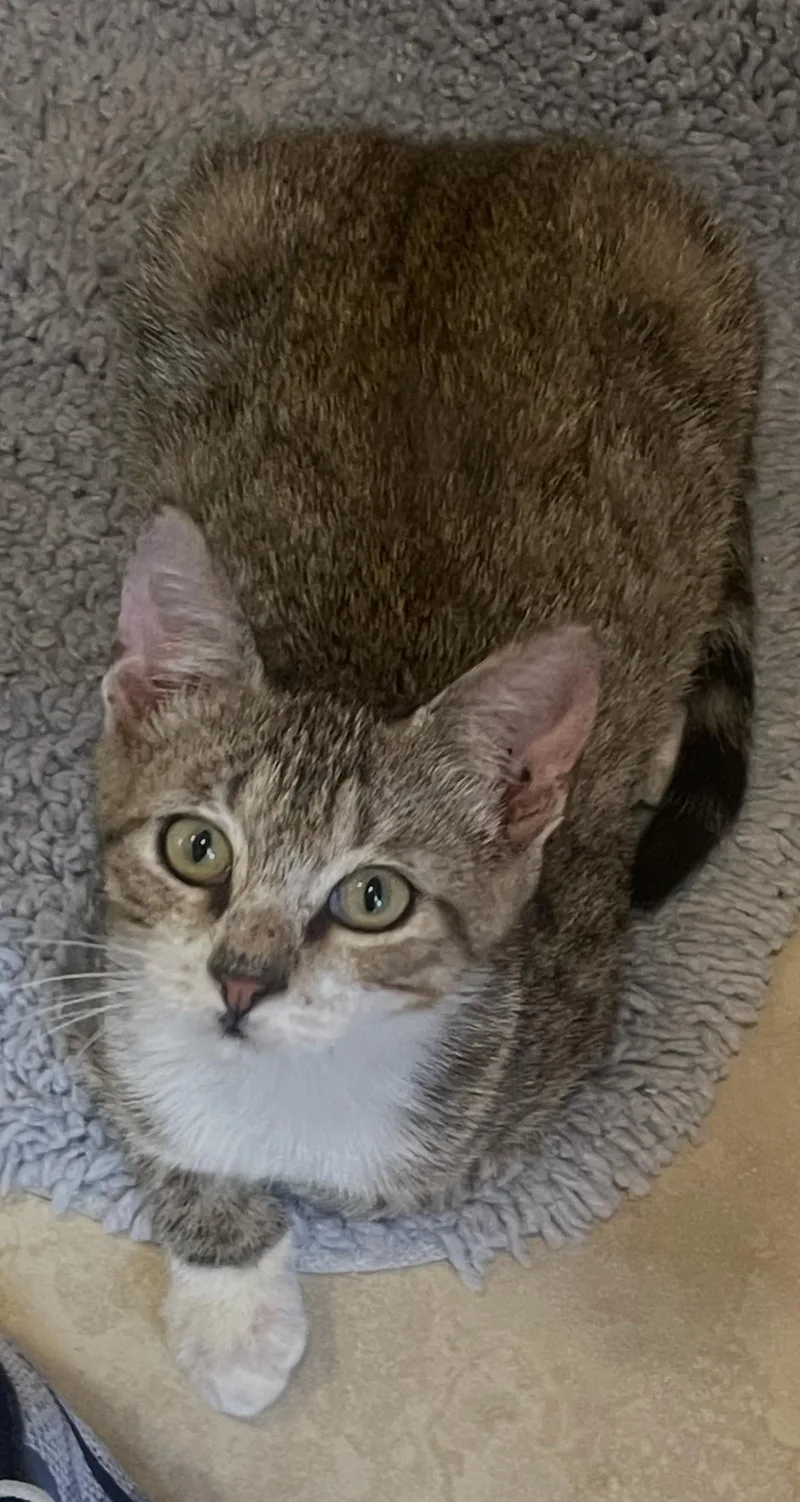 A baby medium-sized male Tabby cat named Zachary for adoption in MONTGOMERY, TX