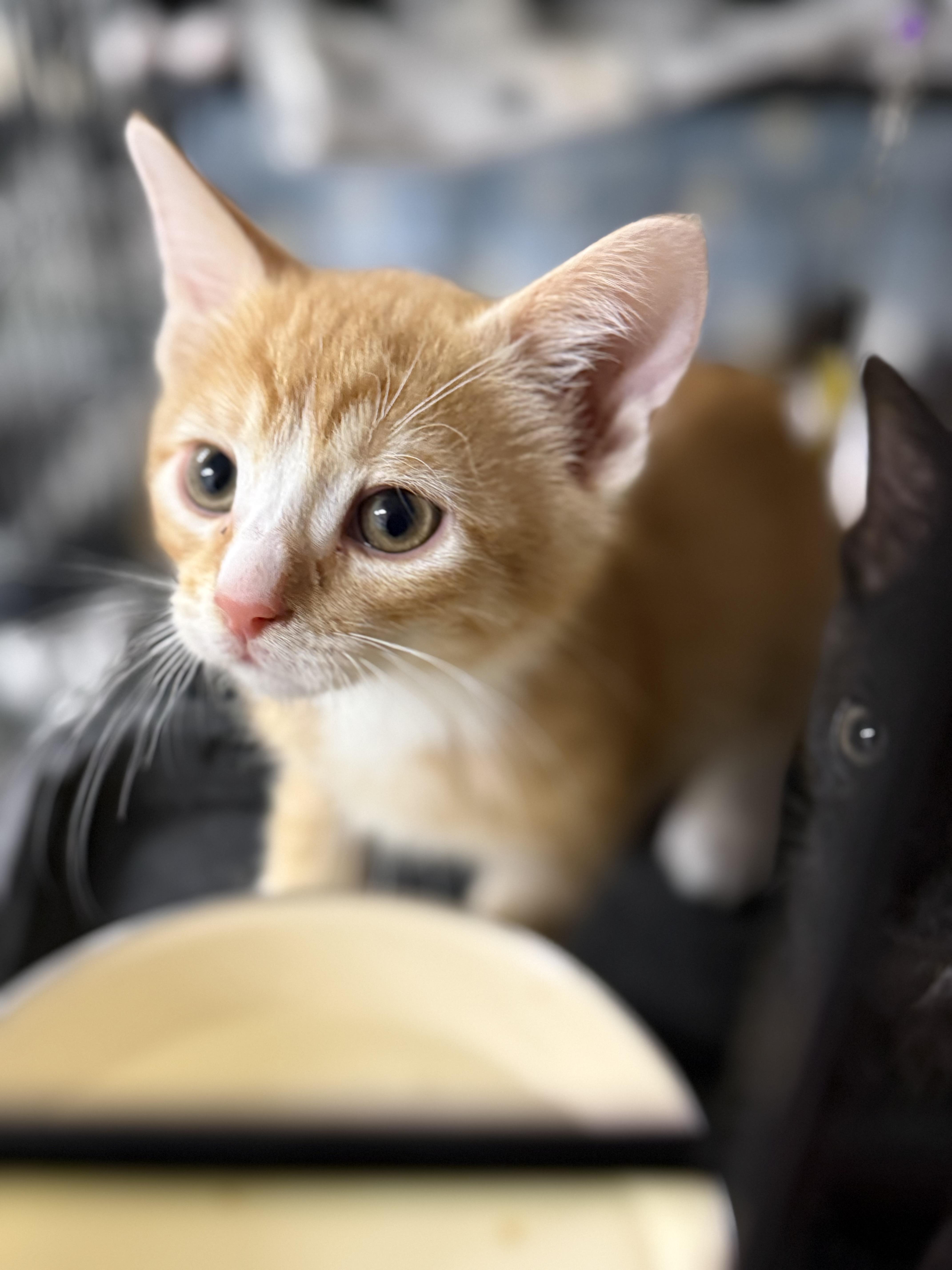 A baby small-sized male Orange & White Domestic Short Hair cat named Crush for adoption in Johnson City, TN