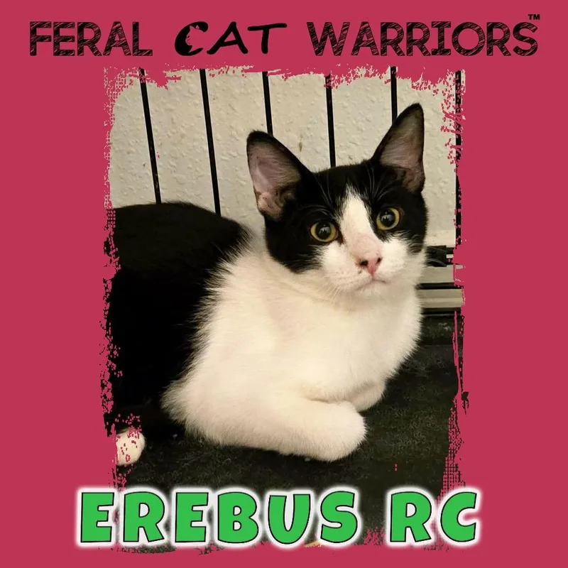 A baby small-sized male Domestic Short Hair cat named Erebus RC for adoption in Kingman, AZ