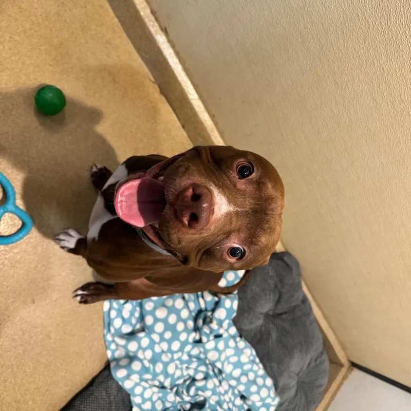 Enzocity Of Industry