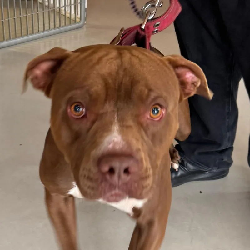 Enzocity Of Industry thumbnail 4