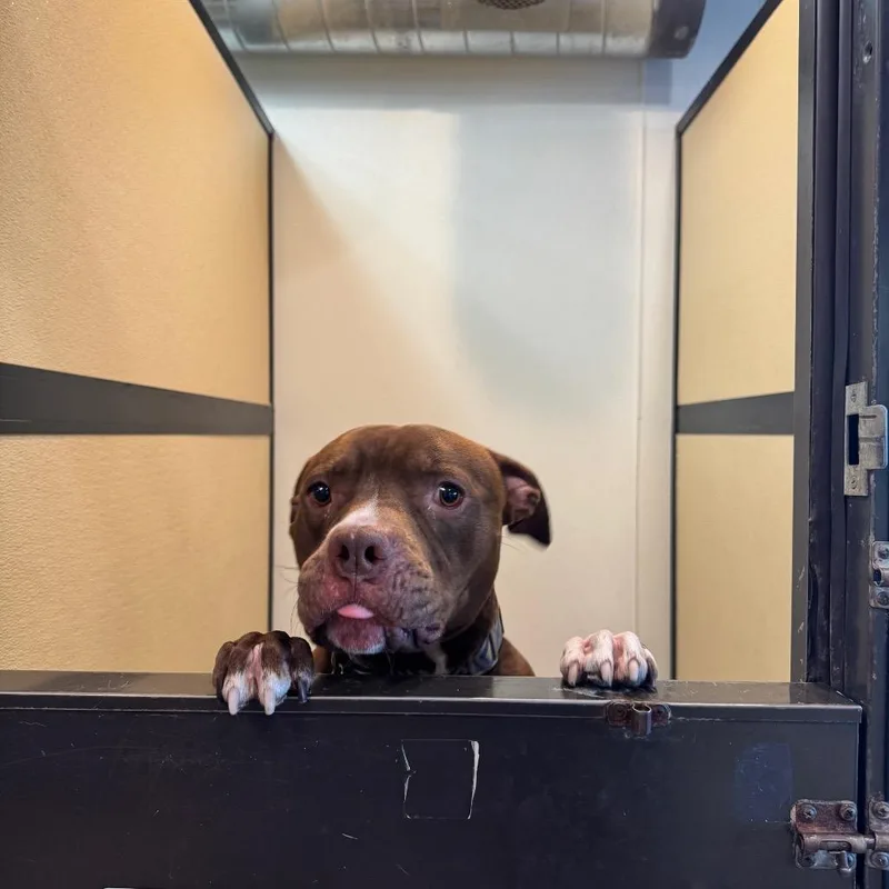 Enzocity Of Industry thumbnail 5